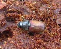 Douglas fir beetle raising concerns in Prince George
