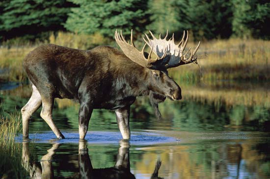 UNBC students dive deeper into declining moose populations