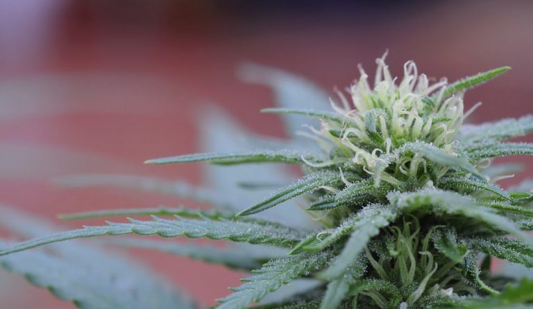 Fort St. James council to review recreational cannabis bylaw