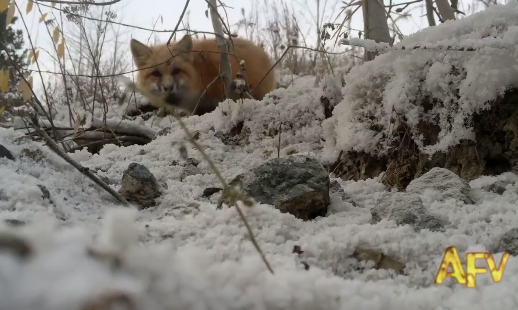 Fox stealing Cariboo phone featured on America’s Funniest Home Videos