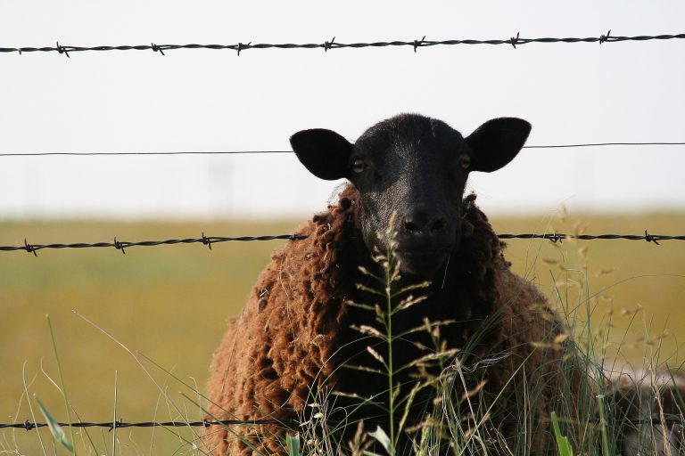 Livestock Fencing Program beefed up by the province