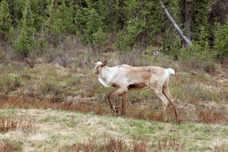 Activist group to host rally during BCNRF, claim little consultation on species-at-risk legislation