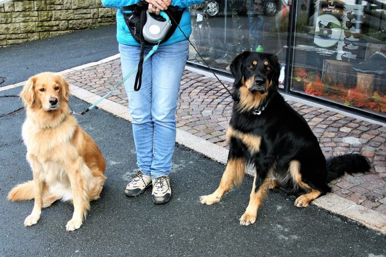 Local dog trainers receive provincial accreditation