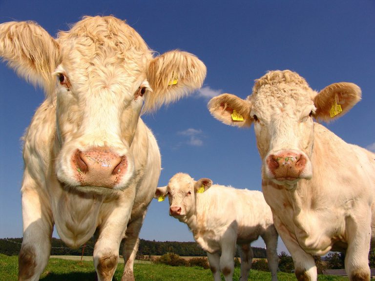 “We’re looking to smaller producers in enhancing the sector;” Morris
