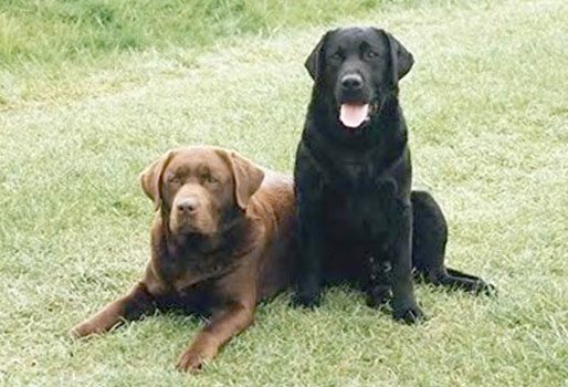 SPCA holding fundraiser for neglected animals