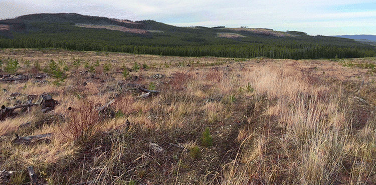 Salvage logging near Quesnel has negative impacts on Fisher Habitat: Forest Practices Board