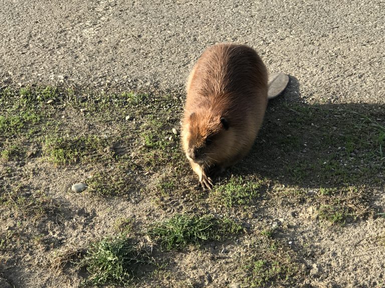 Video in Review: A rare beaver sighting in Prince George