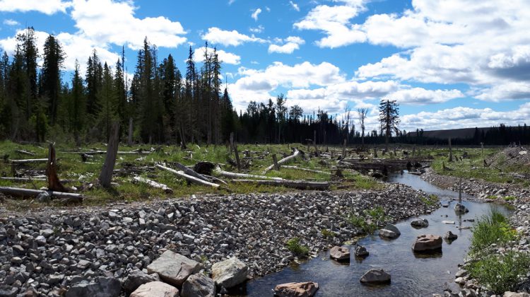 Mount Polley Mine says Hazeltine Creek ‘alive and well’ after 2014 breach