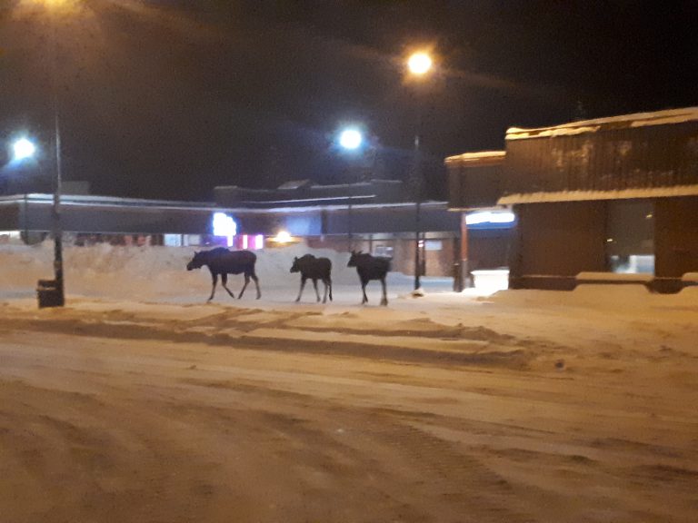Aggressive moose family still at large