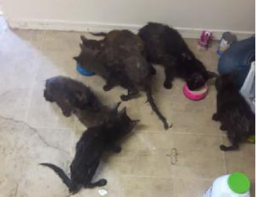 SPCA looking for tips after nine emaciated cats found in sealed bins