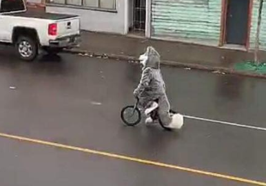 One arrest made in the case of the kidnapped mascot