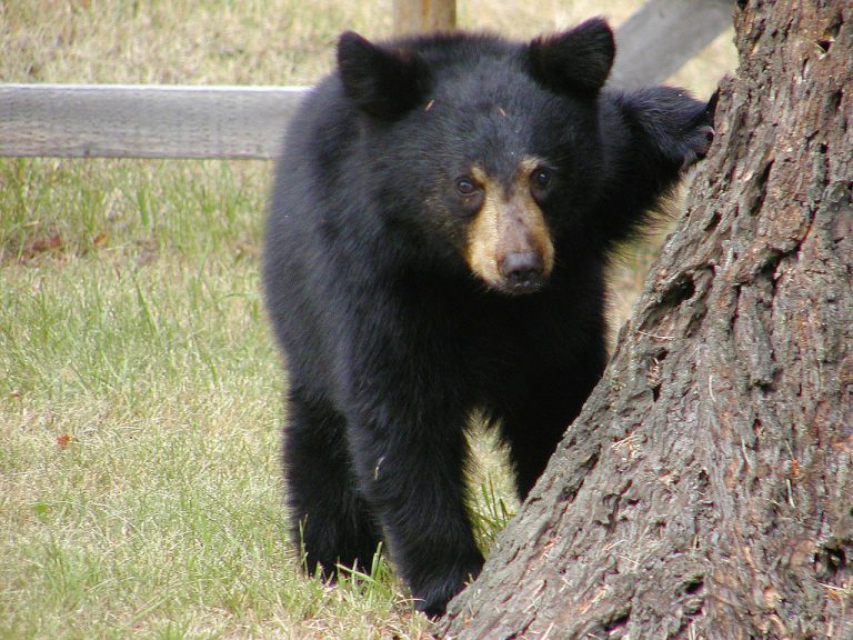 “Periodic and scratchy information” adds to frustration for conservation officers