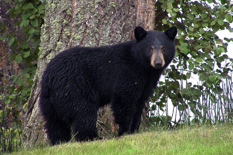 Black bear kills dog at Forests For The World