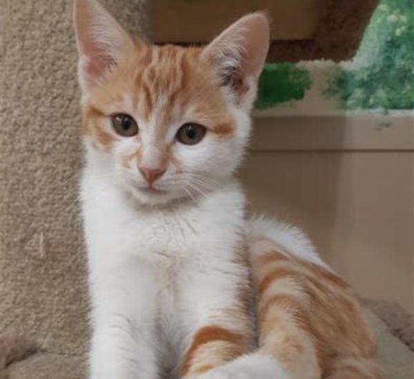 Kitty snugglers desperately needed