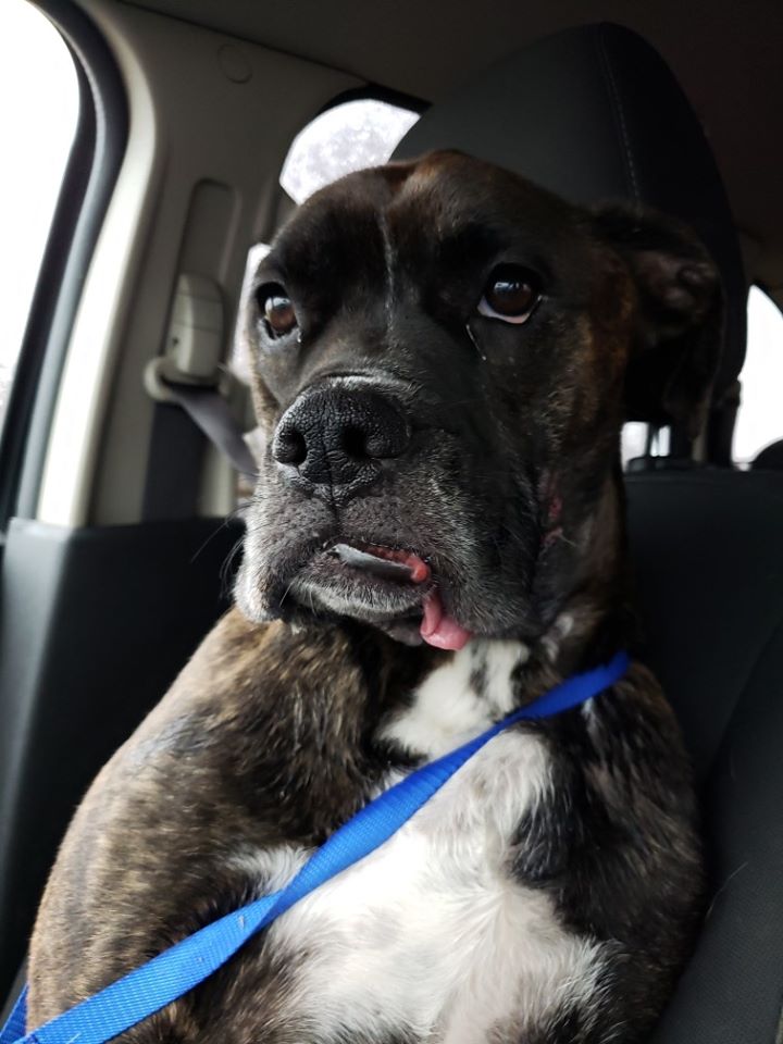 SPCA over the moon with Blackwater Boxer recovery