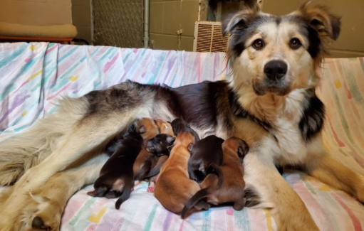 Dog, nine puppies ‘left to die’ in landfill now home for the holidays