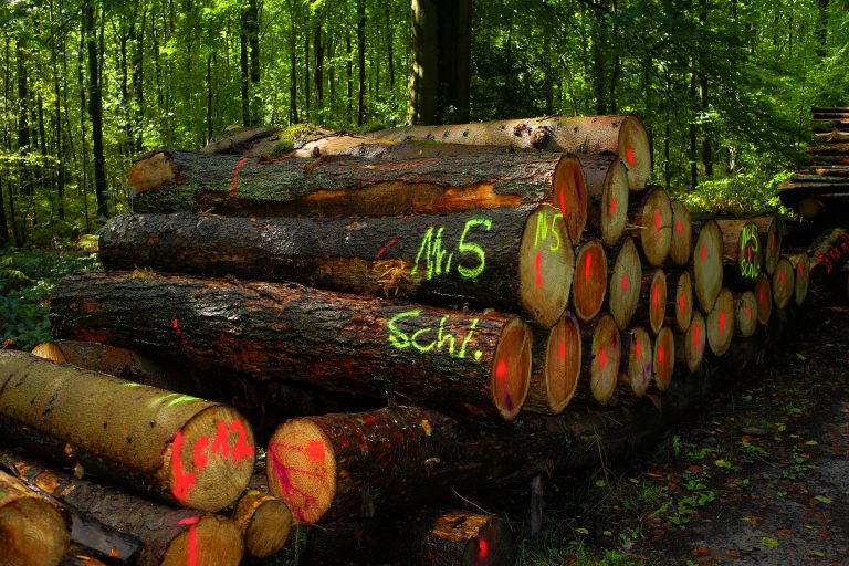 “This is an inappropriate use of our last rainforests”; Non-profit fights for protection of old growth forests
