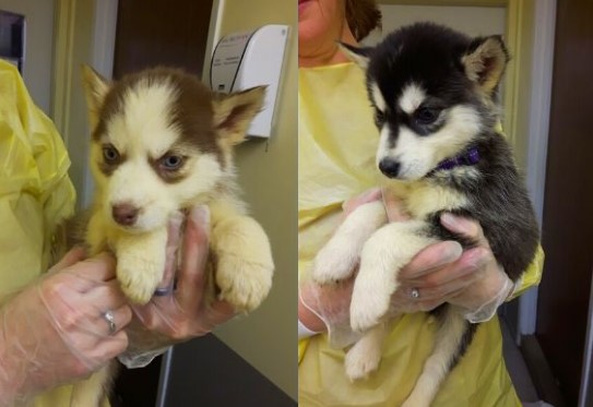 BC SPCA seeks help for 17 puppies