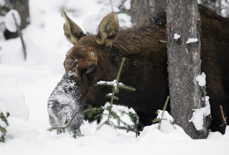 Provincial Government seeks public help tracking ‘mysterious’ winter tick population