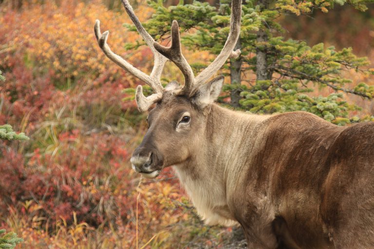2 million acres of land protected from industrial development following threat to caribou population