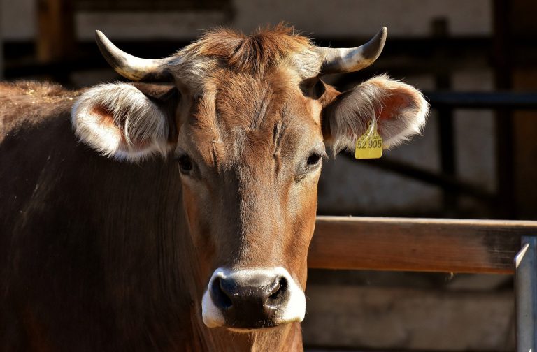 BC-Cariboo ranchers to benefit from 12 million dollars in federal funding