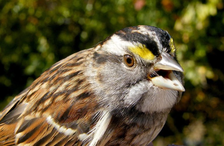 UNBC biologist tracks viral sparrow song from B.C. to Ontario