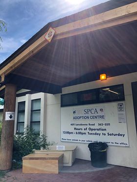 Prince George SPCA has arms open for rescues of Penticton evacuation