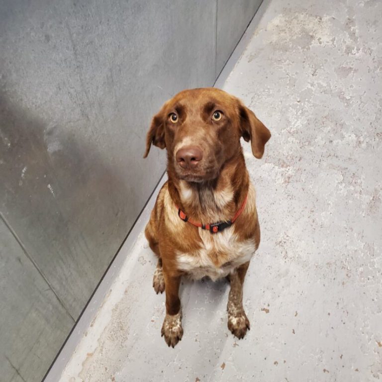 Dog that was force-fed drugs now in foster care with ten puppies