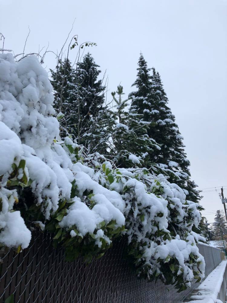 Mild Prince George winter continues: Environment Canada