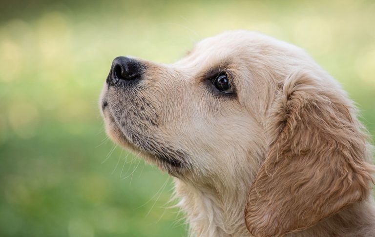 PG Humane Society gives reminder of pet ownership commitment before Christmas