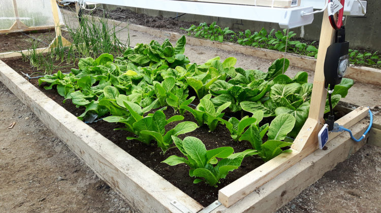 Vegetables could be grown in winter months using minidomes: CNC