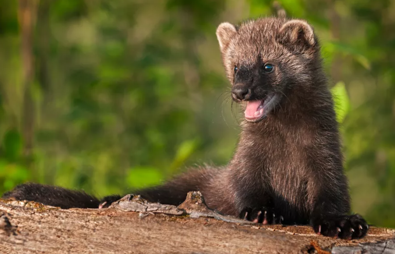 Fisher habitat at risk of decline near Prince George: B.C. forestry watchdog