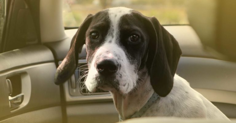 Pets not to be left in cars during hot weather: SPCA