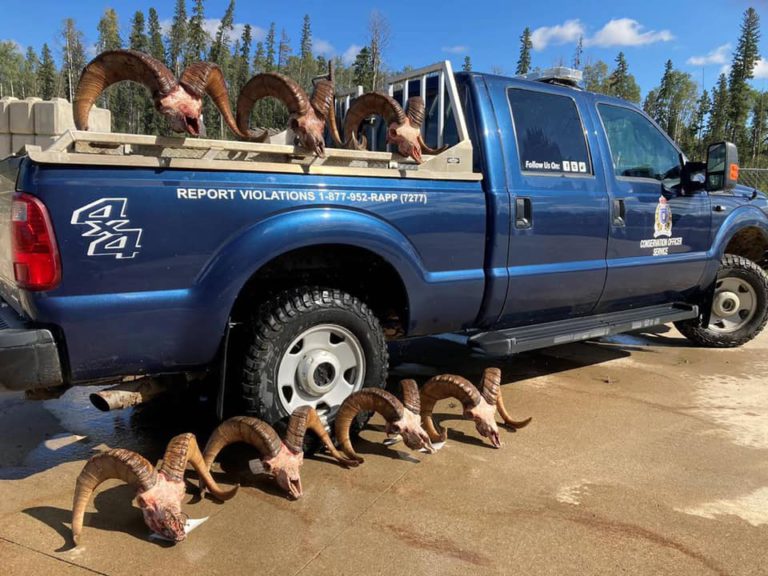 Wild sheep seminar being held in PG on Saturday