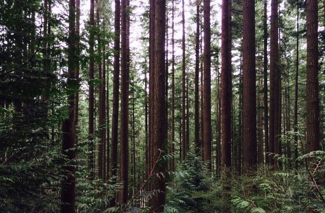 Future of Forestry forum organizers hoping to hold more discussions