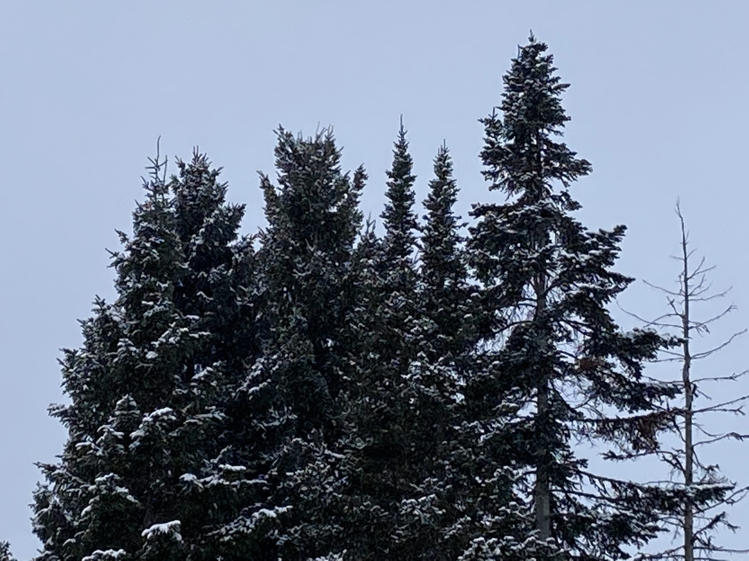 Protecting Trees from Old Man Winter