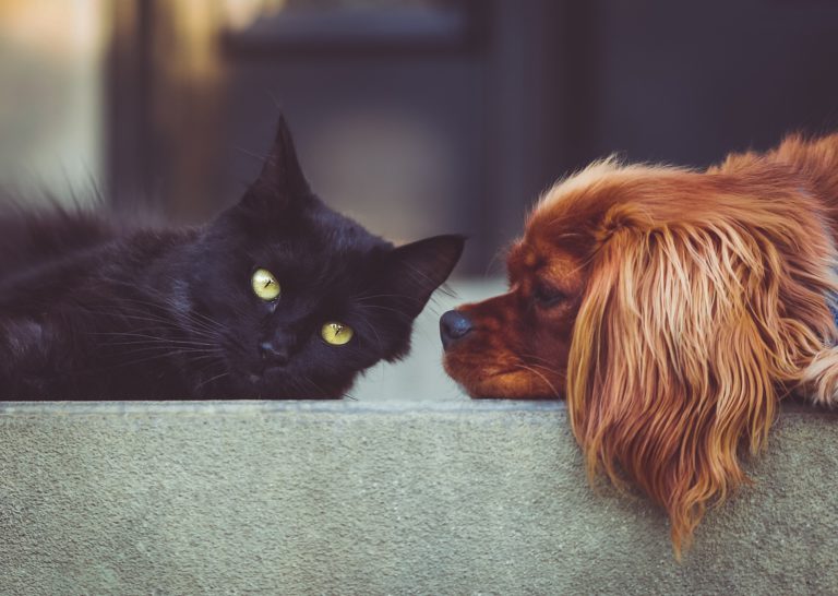 Prince George Humane Society wrapping up month-long fundraiser tomorrow