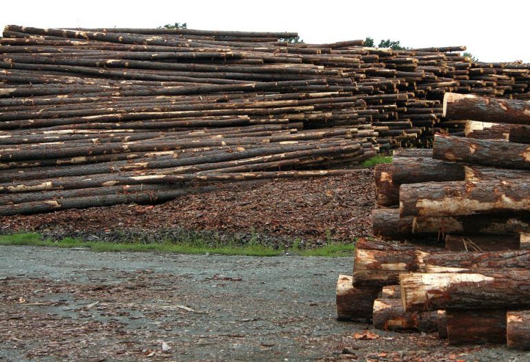 Conservation North says logging in Old-Growth areas a bad idea by province