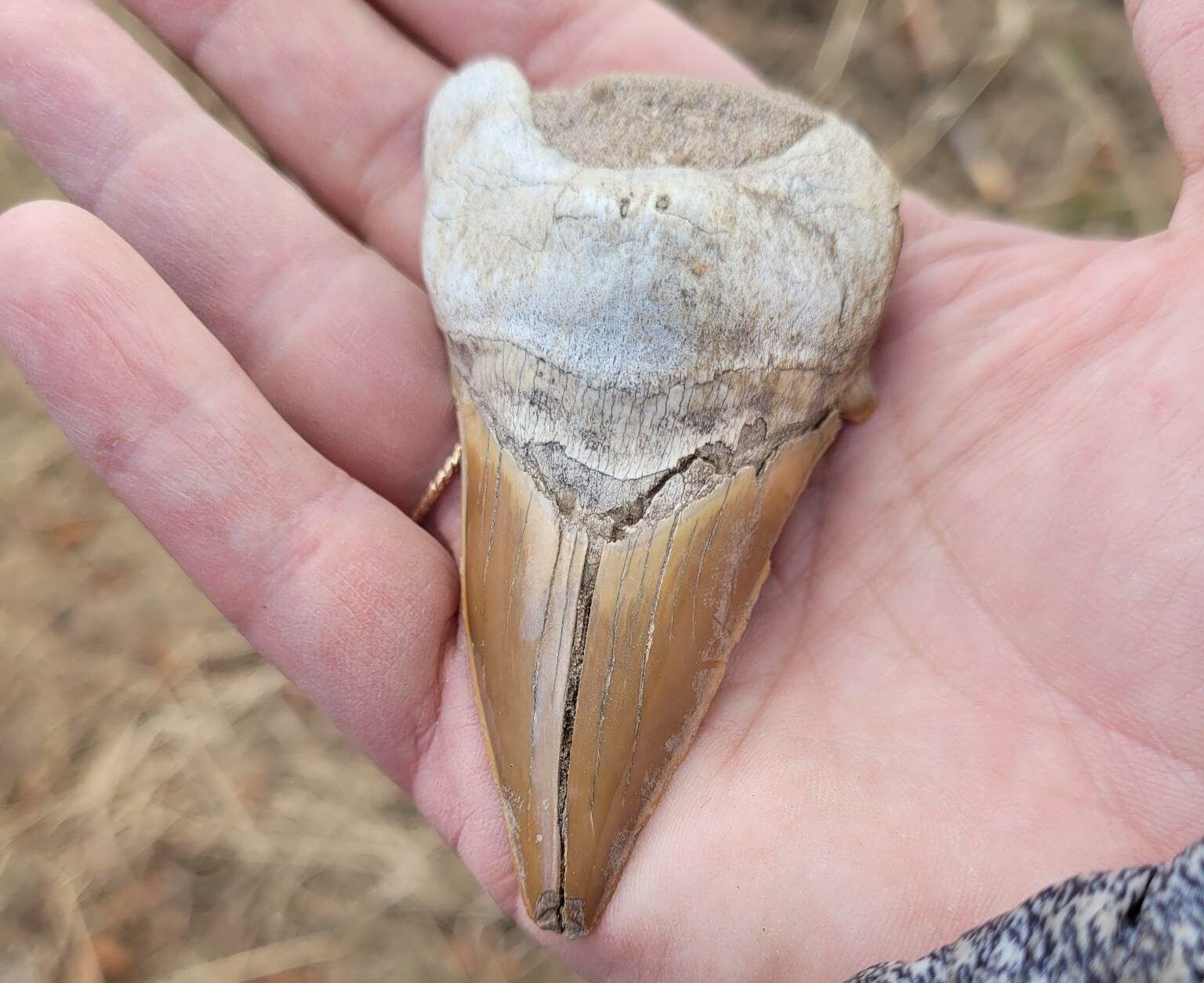Prehistoric megalodon shark tooth found in Prince George by rock