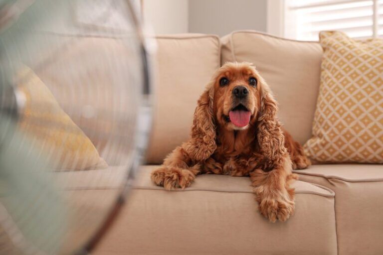How to keep four-legged friends cool during hot weather