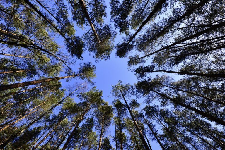 Foothills students to plant 1000 trees tomorrow