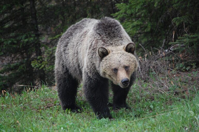 Bears are being spotted around Prince George, remember to be bear aware