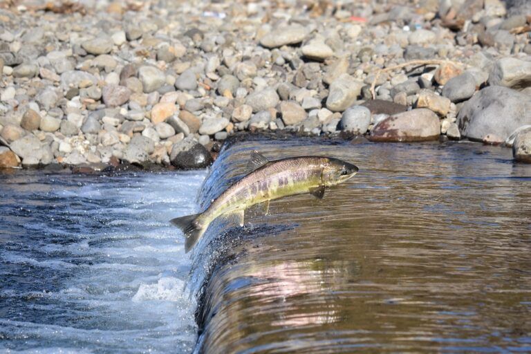 Annual salmon release taking place in Prince George this weekend