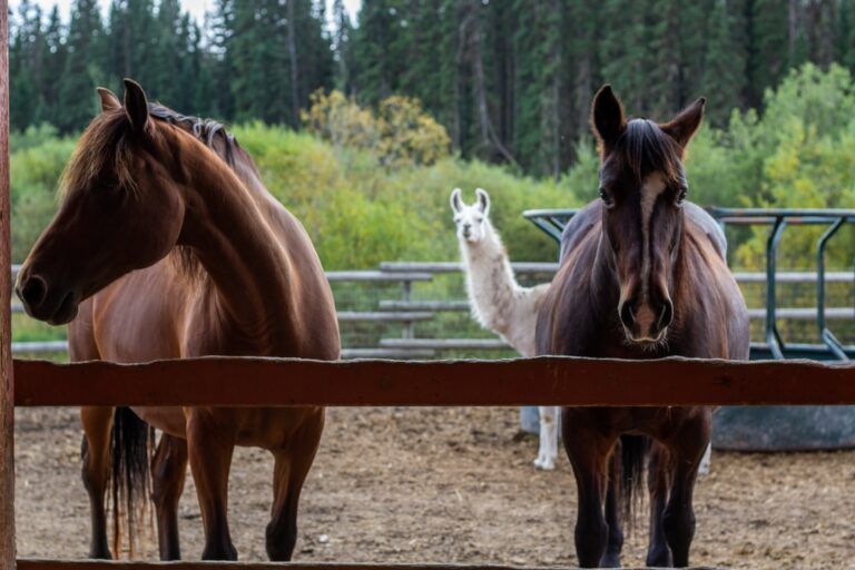 Local entrepreneurs pony up to help PG Animal Rescue pay for hay amid shortage