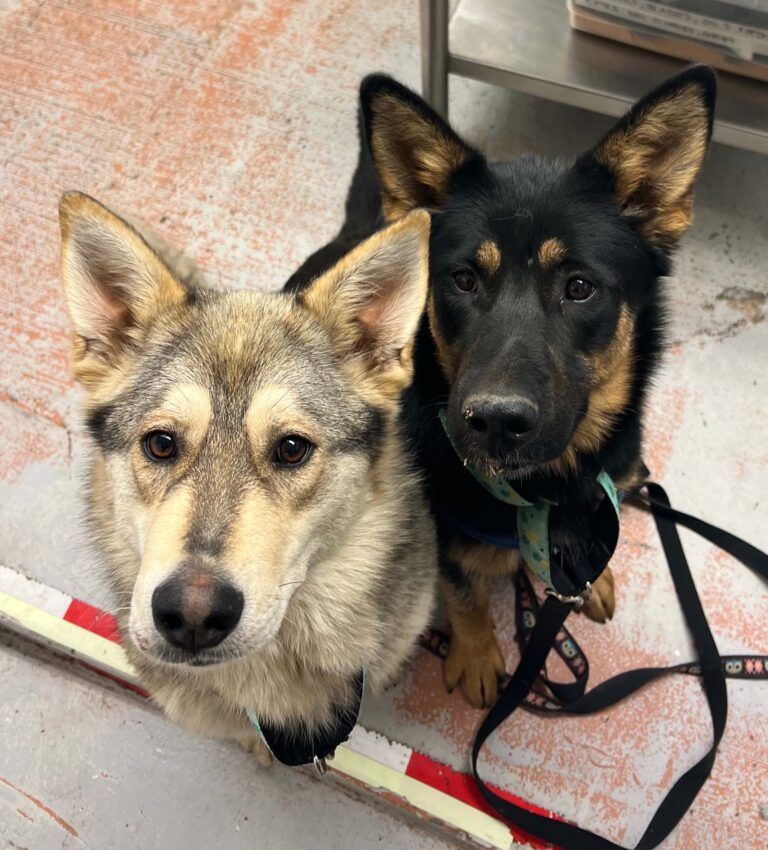 Dogs found in Prince George with porcupine quills in their faces find forever homes