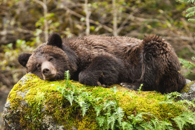 City Council forming “Bear Advisory Committee” and considering fruit tree removal incentive program