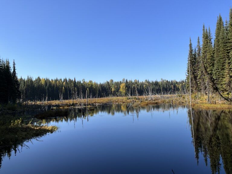 Nature Trust of BC making final push to conserve Ferguson Lake Wetlands