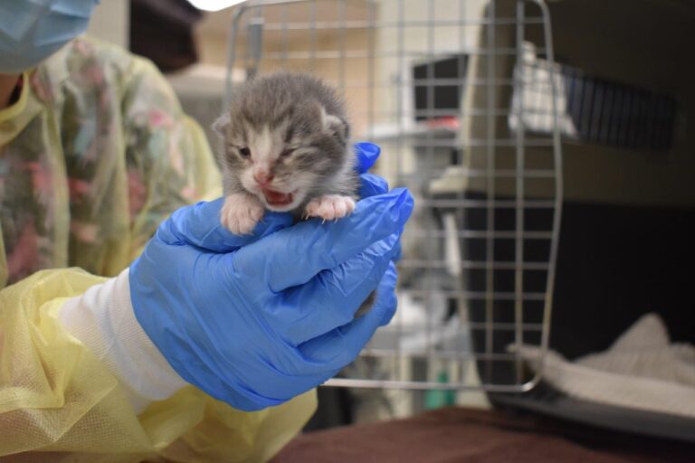 More than 150 of 200 surrendered Houston cats need urgent medical care – SPCA