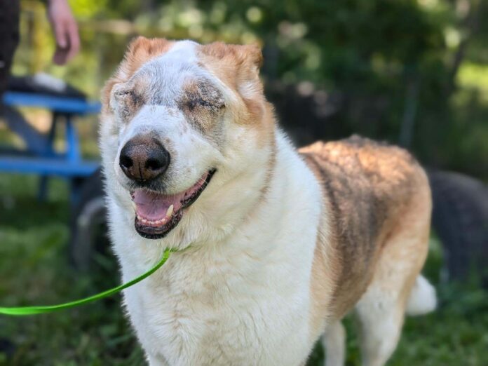 Keela post-surgery 2