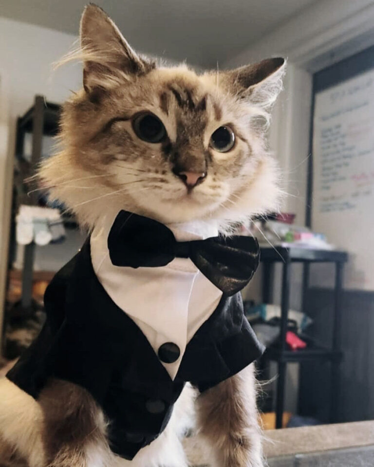 Kitten brought into Williams Lake Emergency Room finds his Forever Home